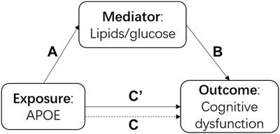 Apolipoprotein E Induced Cognitive Dysfunction: Mediation Analysis of Lipids and Glucose Biomarkers in an Elderly Cohort Study